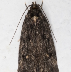 Ardozyga (genus) at Melba, ACT - 11 Sep 2021