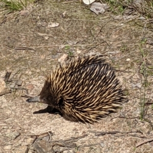 Tachyglossus aculeatus at Springdale Heights, NSW - 14 Sep 2021