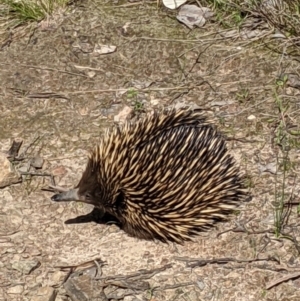 Tachyglossus aculeatus at Springdale Heights, NSW - 14 Sep 2021 02:33 PM