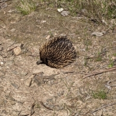 Tachyglossus aculeatus at Springdale Heights, NSW - 14 Sep 2021 02:33 PM