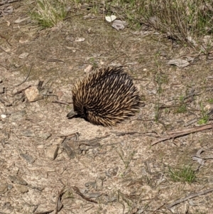 Tachyglossus aculeatus at Springdale Heights, NSW - 14 Sep 2021