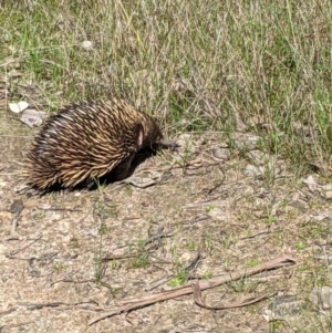 Tachyglossus aculeatus at Springdale Heights, NSW - 14 Sep 2021