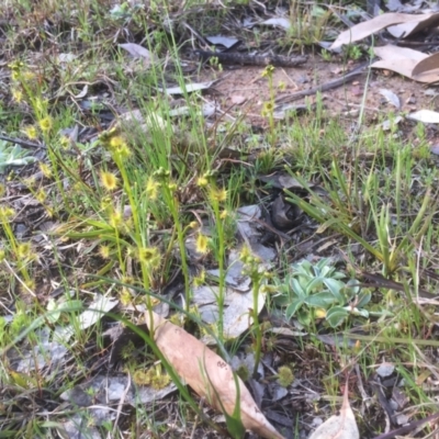 Drosera sp. (A Sundew) at Flea Bog Flat to Emu Creek Corridor - 14 Sep 2021 by JohnGiacon