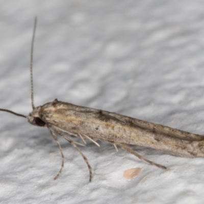 Epermenia exilis (Shark Moth (family Epermeniidae)) at Melba, ACT - 11 Sep 2021 by kasiaaus