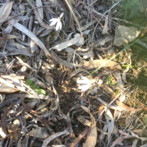 Caladenia fuscata at Downer, ACT - suppressed