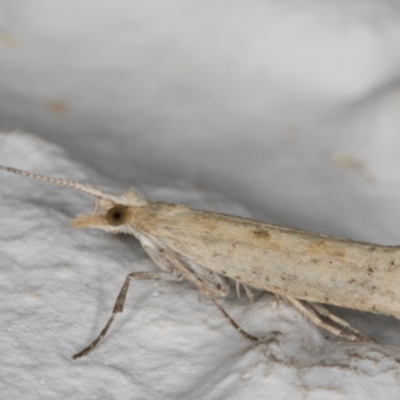 Plutella (genus) (Plutella Moths) at Melba, ACT - 11 Sep 2021 by kasiaaus