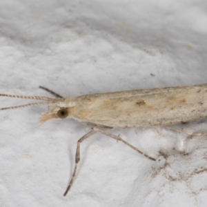 Plutella (genus) at Melba, ACT - 11 Sep 2021 07:50 PM