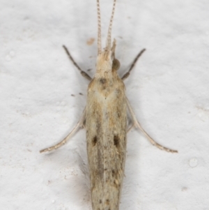 Plutella (genus) at Melba, ACT - 11 Sep 2021 07:50 PM