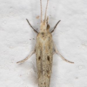Plutella (genus) at Melba, ACT - 11 Sep 2021