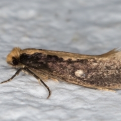 Monopis crocicapitella at Melba, ACT - 11 Sep 2021 07:49 PM