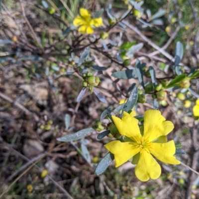 Hibbertia obtusifolia (Grey Guinea-flower) at Springdale Heights, NSW - 14 Sep 2021 by Darcy