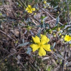 Hibbertia obtusifolia at Springdale Heights, NSW - 14 Sep 2021 02:35 PM