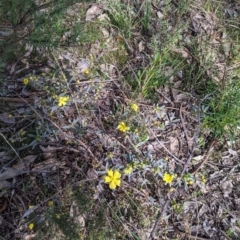 Hibbertia obtusifolia at Springdale Heights, NSW - 14 Sep 2021