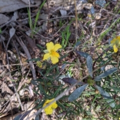 Hibbertia riparia (Erect Guinea-flower) at Albury - 14 Sep 2021 by Darcy