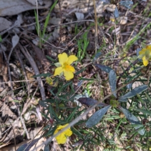 Hibbertia riparia at Springdale Heights, NSW - 14 Sep 2021