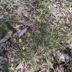 Hibbertia riparia at Springdale Heights, NSW - 14 Sep 2021