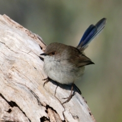 Malurus cyaneus (Superb Fairywren) at Padman/Mates Park - 13 Sep 2021 by PaulF