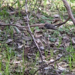 Rhipidura albiscapa (Grey Fantail) at Springdale Heights, NSW - 14 Sep 2021 by Darcy