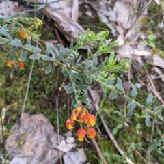 Grevillea alpina (Mountain Grevillea / Cat's Claws Grevillea) at Albury - 14 Sep 2021 by Darcy