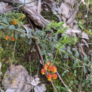 Grevillea alpina at Springdale Heights, NSW - 14 Sep 2021