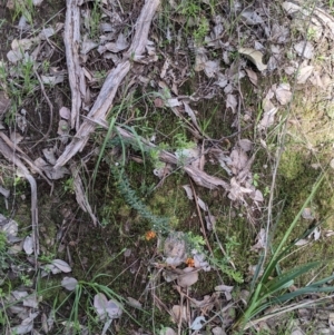 Grevillea alpina at Springdale Heights, NSW - 14 Sep 2021