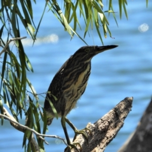 Butorides striata at Cranbrook, QLD - 15 Jan 2020