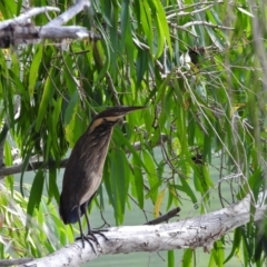 Ixobrychus flavicollis (Black Bittern) at Cranbrook, QLD - 16 Nov 2019 by TerryS