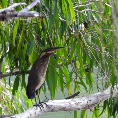 Ixobrychus flavicollis (Black Bittern) at Cranbrook, QLD - 17 Nov 2019 by TerryS