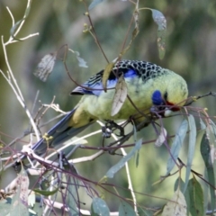 Platycercus elegans flaveolus (Yellow Rosella) at Padman/Mates Park - 14 Sep 2021 by PaulF