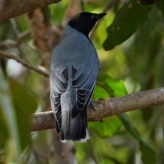 Coracina novaehollandiae (Black-faced Cuckooshrike) at Cranbrook, QLD - 8 Jun 2019 by TerryS