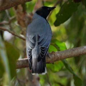 Coracina novaehollandiae at Cranbrook, QLD - 8 Jun 2019