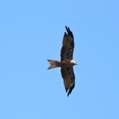 Milvus migrans (Black Kite) at Douglas, QLD - 12 Nov 2019 by TerryS