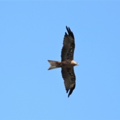 Milvus migrans (Black Kite) at Douglas, QLD - 11 Nov 2019 by TerryS