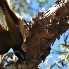 Entomyzon cyanotis (Blue-faced Honeyeater) at Cranbrook, QLD - 5 Oct 2019 by TerryS