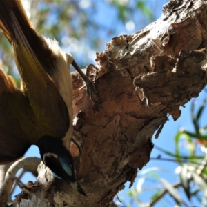 Entomyzon cyanotis at Cranbrook, QLD - 5 Oct 2019 09:17 AM