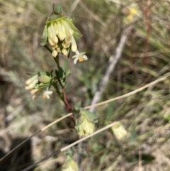 Pimelea linifolia (Slender Rice Flower) at Black Mountain - 13 Sep 2021 by Jenny54