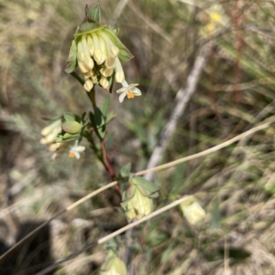 Pimelea linifolia (Slender Rice Flower) at Acton, ACT - 14 Sep 2021 by Jenny54