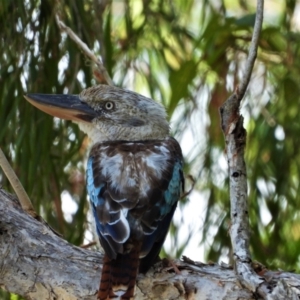 Dacelo leachii at Cranbrook, QLD - 15 Jan 2020