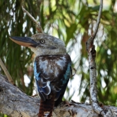 Dacelo leachii (Blue-winged Kookaburra) at Cranbrook, QLD - 14 Jan 2020 by TerryS