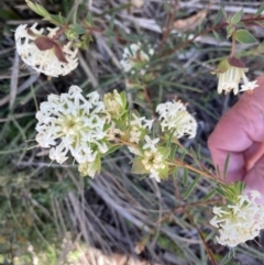 Pimelea linifolia subsp. linifolia (Queen of the Bush, Slender Rice-flower) at Acton, ACT - 14 Sep 2021 by Jenny54