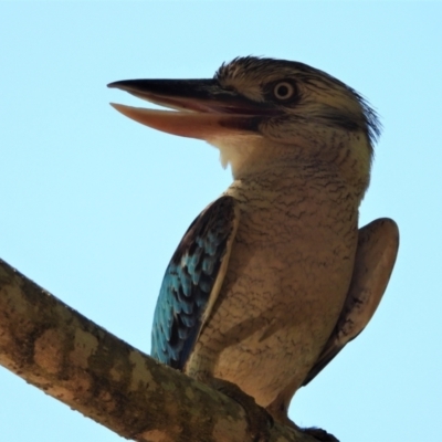 Dacelo leachii (Blue-winged Kookaburra) at Cranbrook, QLD - 3 Dec 2019 by TerryS