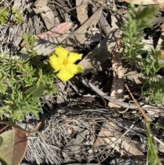 Hibbertia calycina (Lesser Guinea-flower) at O'Connor, ACT - 14 Sep 2021 by Jenny54