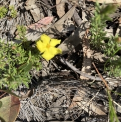 Hibbertia calycina (Lesser Guinea-flower) at O'Connor, ACT - 13 Sep 2021 by Jenny54