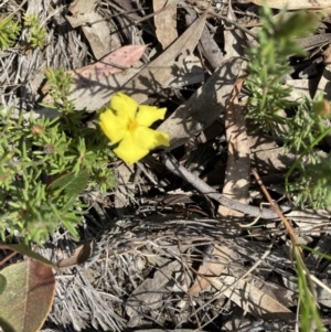 Hibbertia calycina at O'Connor, ACT - 14 Sep 2021