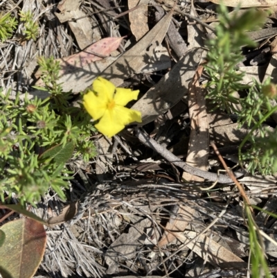 Hibbertia calycina (Lesser Guinea-flower) at O'Connor, ACT - 14 Sep 2021 by Jenny54