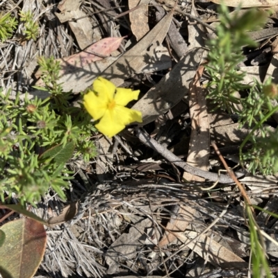 Hibbertia calycina (Lesser Guinea-flower) at O'Connor, ACT - 13 Sep 2021 by Jenny54