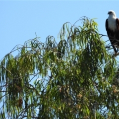 Haliastur indus (Brahminy Kite) at Cranbrook, QLD - 4 Dec 2019 by TerryS