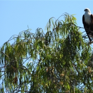 Haliastur indus at Cranbrook, QLD - 4 Dec 2019 08:55 AM