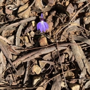 Cyanicula caerulea at O'Connor, ACT - 14 Sep 2021