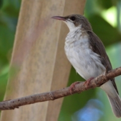 Ramsayornis modestus (Brown-backed Honeyeater) at Cranbrook, QLD - 24 Jan 2020 by TerryS